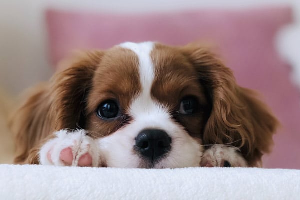 Keeping your carpets clean when you have pets
