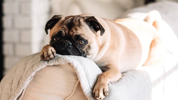 Keeping your carpets clean when you have pets